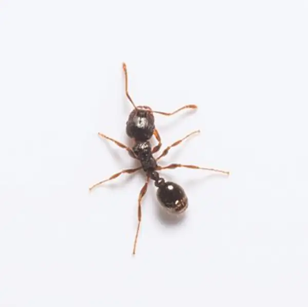 Closeup of a pavement ant on a white background - Keep pavement ants away from your home with Action Pest Control in Indiana, Illinois & Kentucky