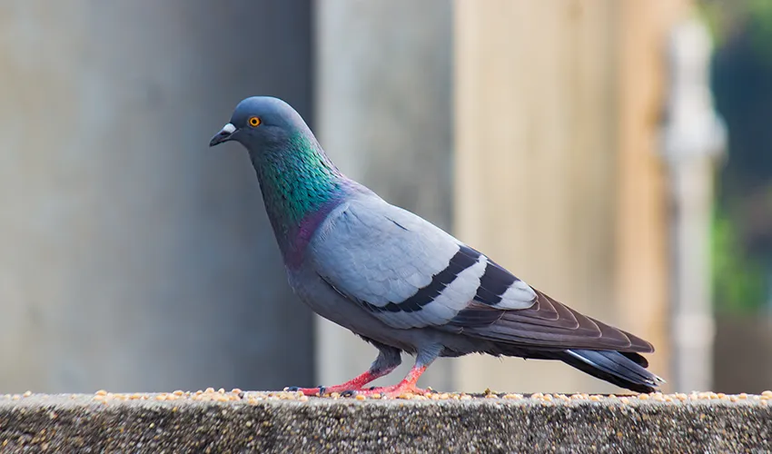 Gray pigeon on a cement ledge outside a building