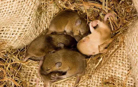 baby mice
