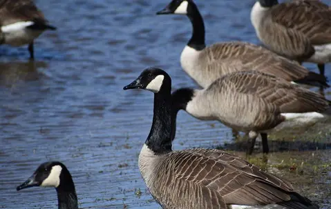 geese near water