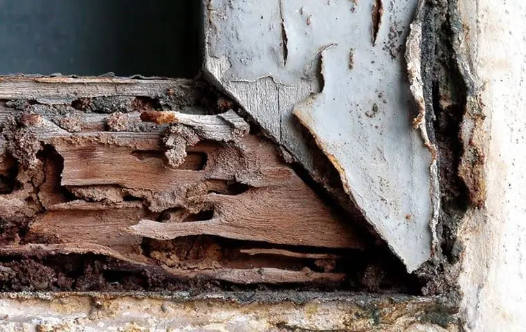 Termite signs. The first sign of termites is the presence of termite swarmers. Contact Action Pest Control if you discover termites near your Indiana, Illinois and Kentucky home or business.