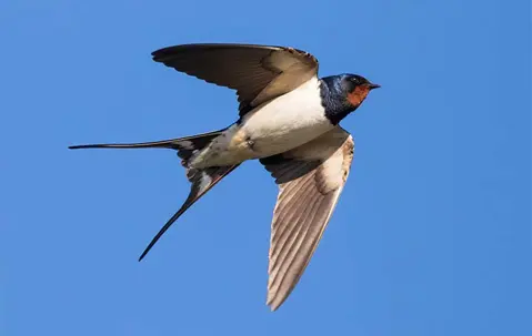 a swallow flying in the sky