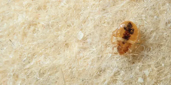 Closeup of bed bug in a mattress