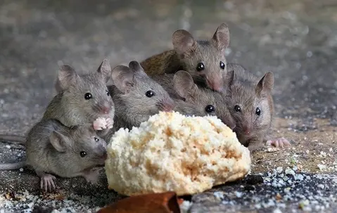 mice eating homemade bread