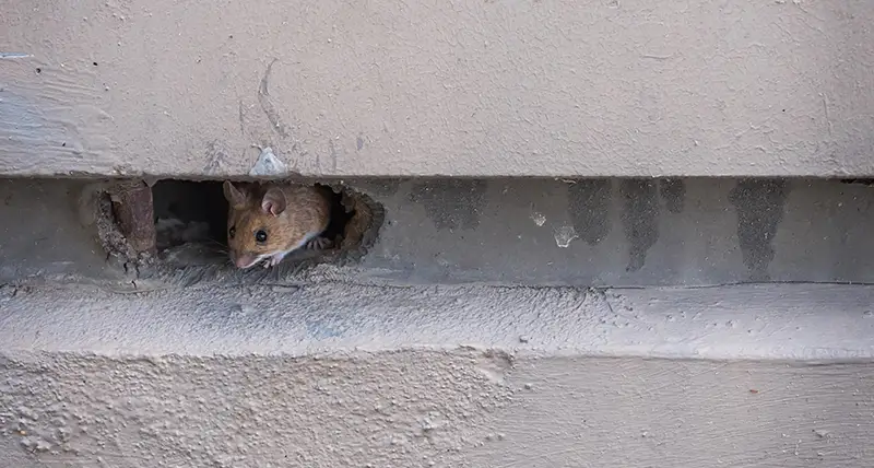 Mouse looking out of hole in concrete building