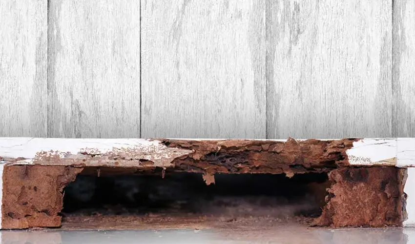 A baseboard with termite damage. Learn how to identify a termite infestation from the experts at Action Pest Control.