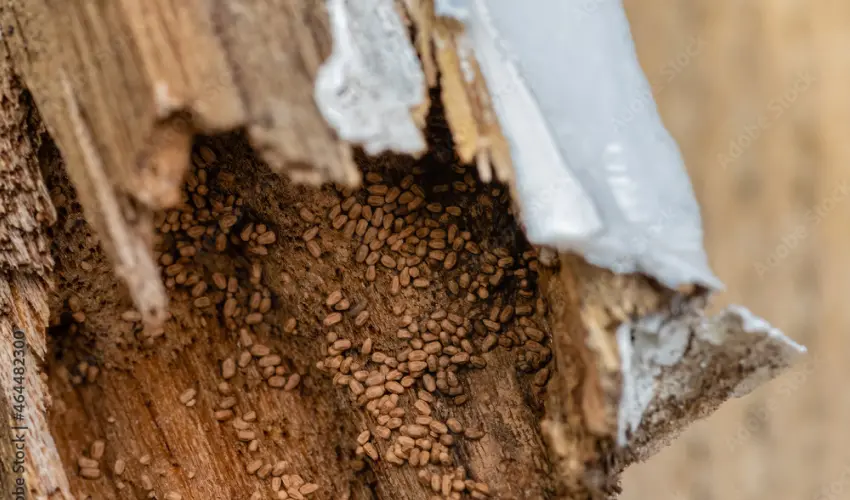 Termite frass in a section of wood. Contact Action Pest Control for help identifying termite feces.