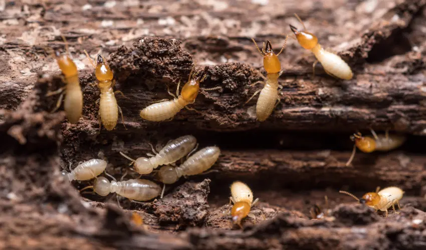 Termites crawling on damaged wood. Contact the termite professionals at Action Pest Control if you need help identifying termites.