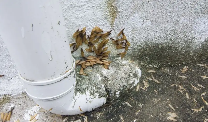 Leaves on the ground near a ventilation pipe. Learn what season termites thrive and how you can protect your home or business.