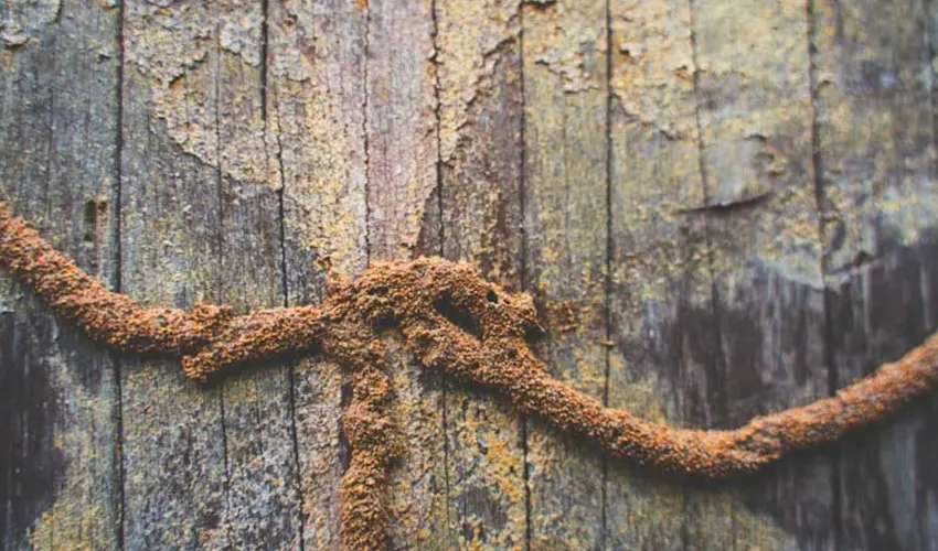 A termite tunnel on a wood floor. Learn more about termites and where they live.