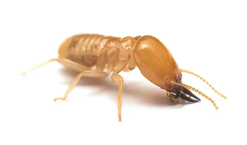 A termite on a white background. Learn how to identify what a termite looks like from the experts at Action Pest Control.
