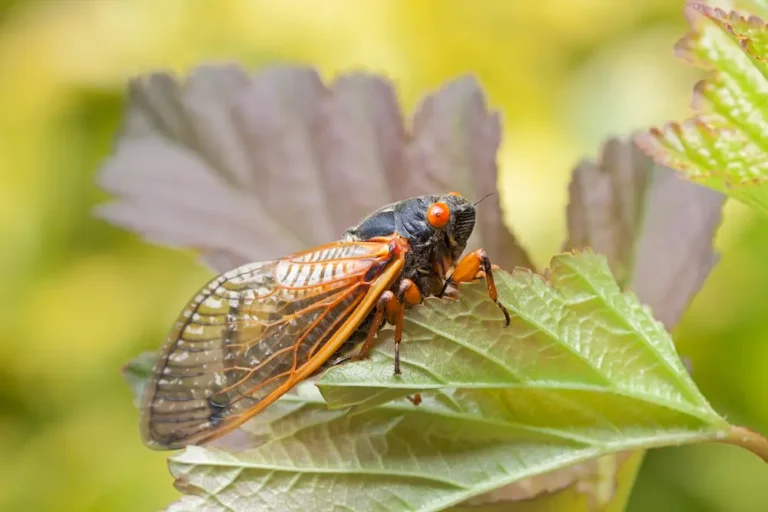 Closeup of an adult cicada climbing on a leaf