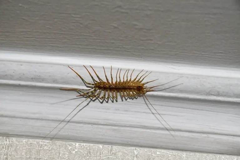 Centipede crawling on the molding of a house wall