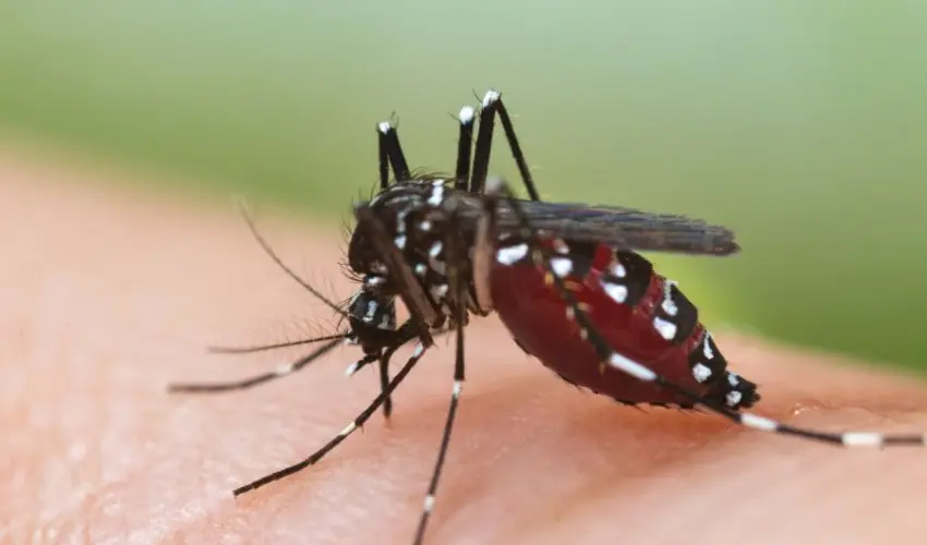 Mosquito on a human arm. Mosquito characteristics include a small size and long proboscis used for feeding.