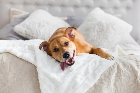 Happy dog laying on a bed