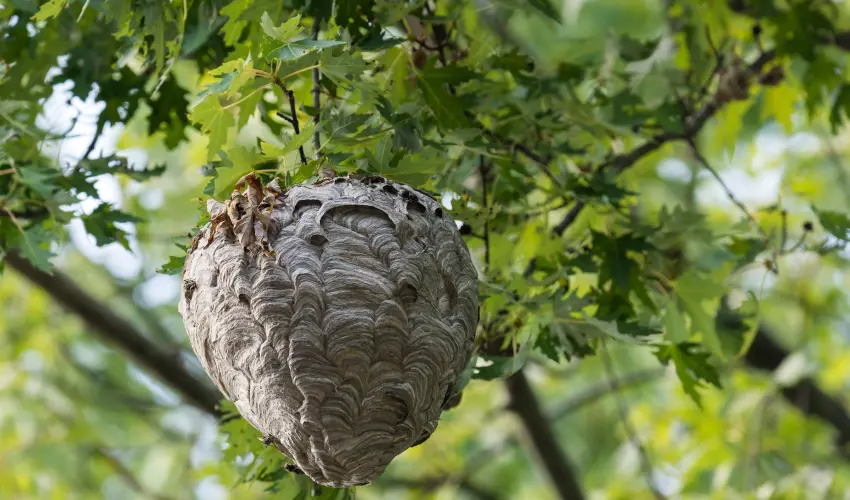 A bold-faced hornet nest hanging from a tree. Learn how to identify hornet nests from the bee control and removal experts at Action Pest Control.