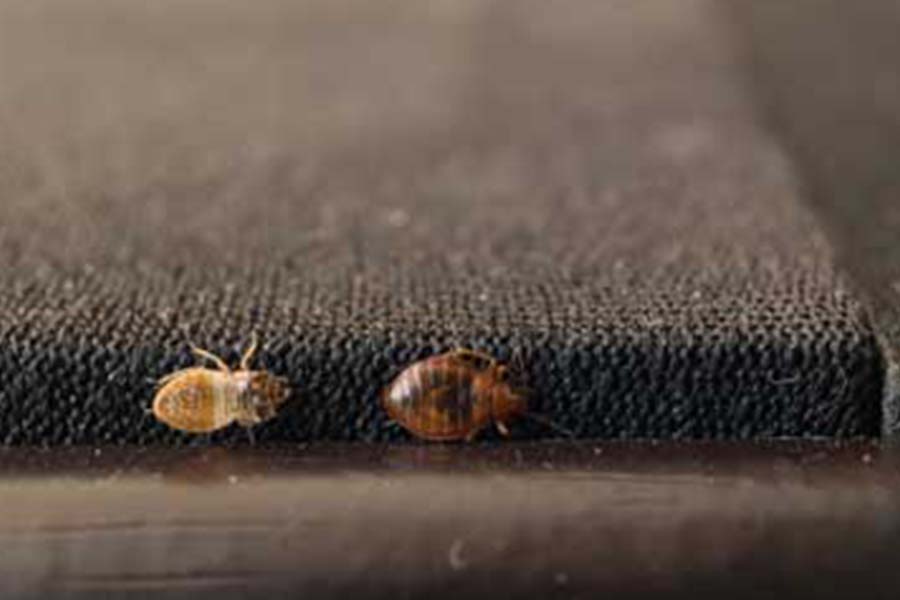 Bed bugs traveling alongside the edge of a rug - keep bed bugs out of your home with [placeholder-company] in [placeholder-city]