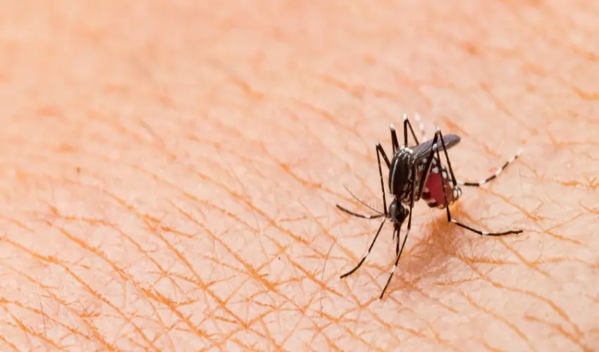Mosquito biting human skin. Many factors can attract mosquitoes, including blood type and body scent.