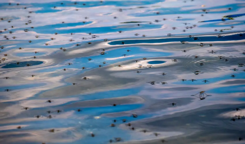 A swarm of mosquitoes hovering at the surface of a lake. Mosquitoes breed in birdbaths, tires, buckets, and other bodies of water.