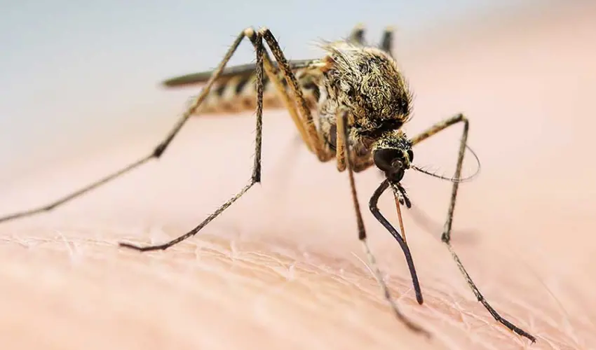 A closeup of a mosquito on a person's hand. Learn to identify mosquitoes from the mosquito exterminator experts at Action Pest Control.