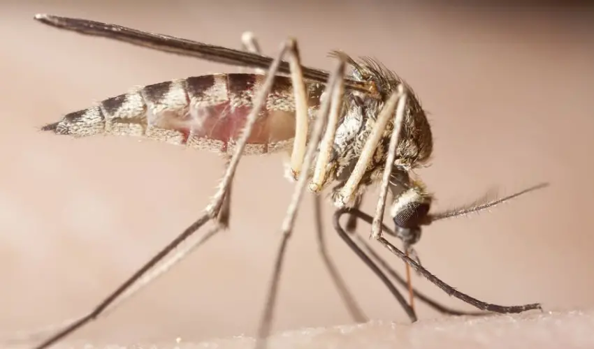 A mosquito searching for food. Mosquitoes can live up to a couple of months.
