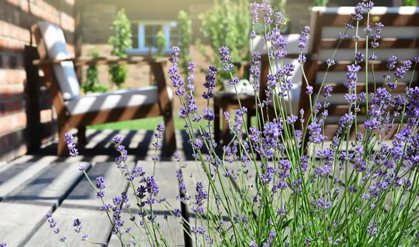 Lavender in a residential backyard. Find out what plants are effective in repelling mosquitoes.