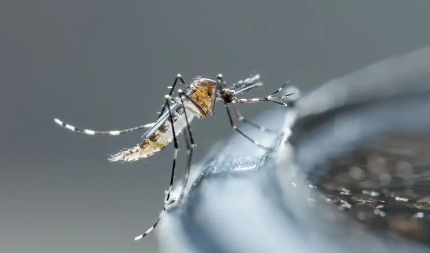 A closeup of a mosquito landing on a fountain. Contact Action Pest Control to treat mosquitoes in Indiana, Illinois and Kentucky.