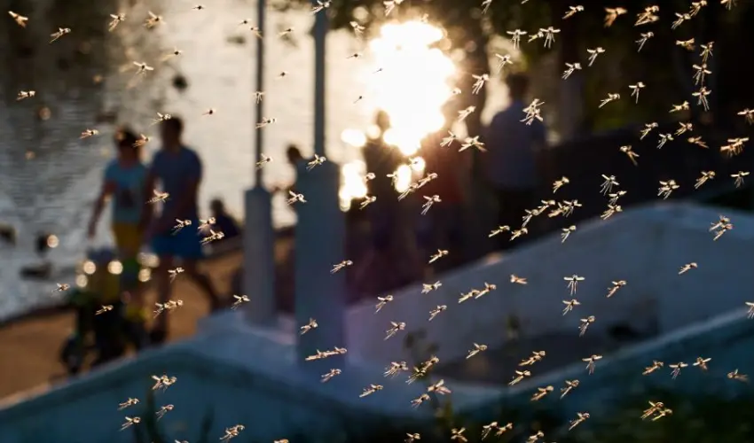A swarm of mosquitoes near a water-front walkway. Mosquitoes are quite the summer nuisance, but thankfully Action Pest Control can help.