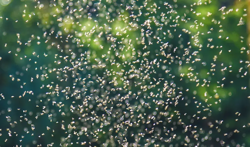 A swarm of mosquitoes in field. Action Pest Control can treat mosquitoes before they take over your Indiana, Illinois, or Kentucky property.