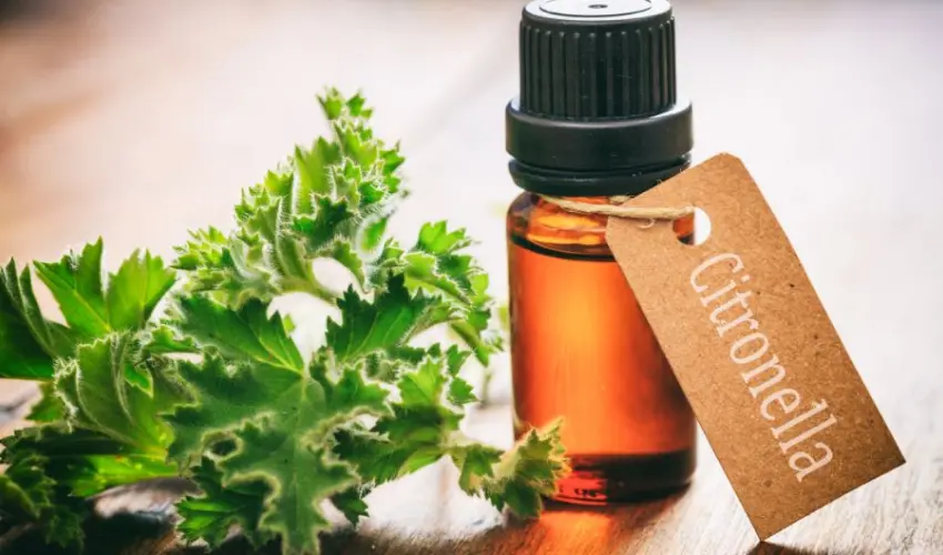 A bottle of citronella on a wood surface. Natural essential oils can be effective in repelling unwanted mosquitoes.