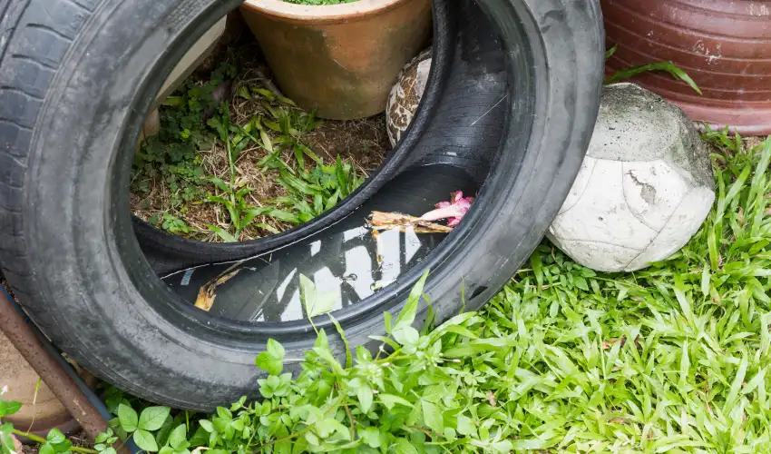 A tire filled with water in a residential garden. Eliminating standing water, such as from fountains or empty planters, can help prevent mosquitoes from taking over your property.