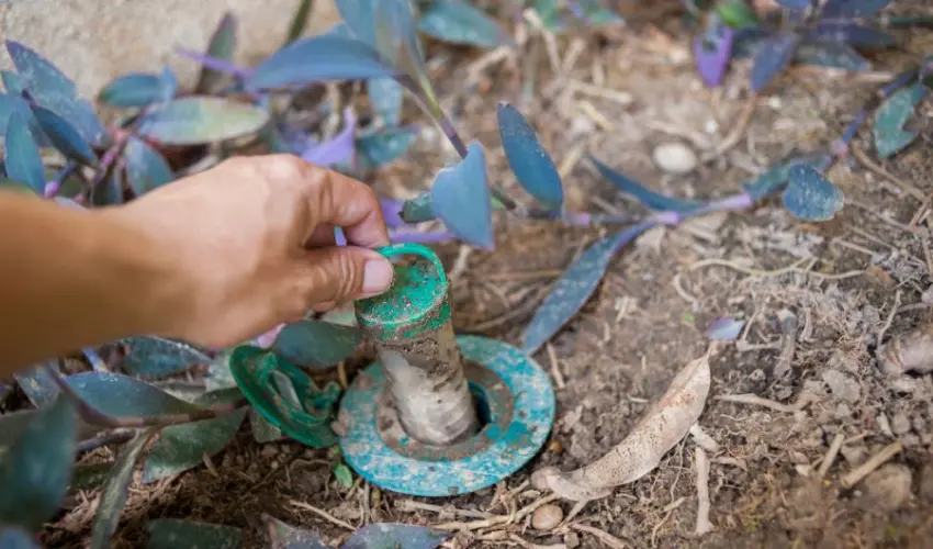 Inspecting a termite bait station. Find out how to prevent termites from spreading by keeping termite bait stations operational and other techniques.
