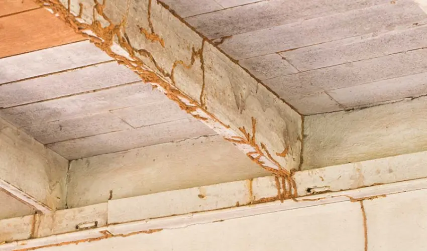 Termite damage should be repaired as quickly as possible to avoid structural damage. Contact Action Pest Control today if you suspect you have termites.