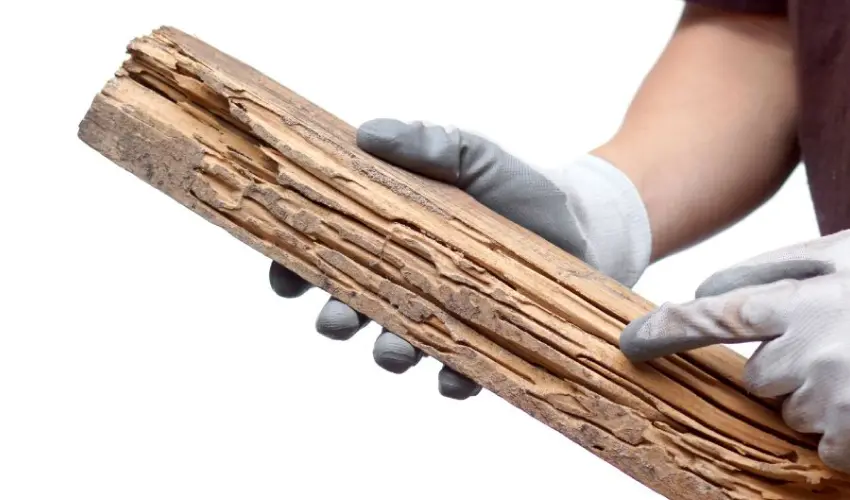 Man holds a piece of termite damaged wood. Find out when termite treatment is necessary from the experts at Action Pest Control.
