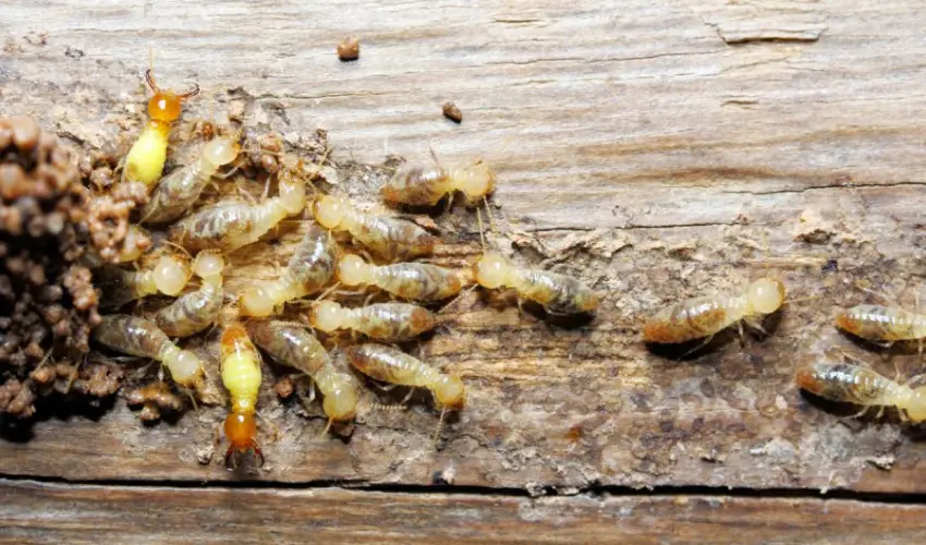 Structural damage caused by termites. Contact Action Pest Control if you suspect termites are damaging your home or business.