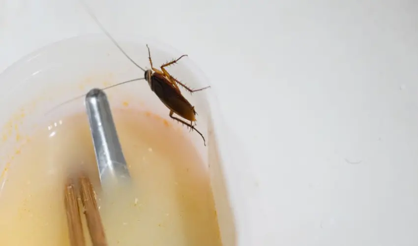 A cockroach walking along a termite trap. Find out how termite treatment affects other bugs from the experts at Action Pest Control.