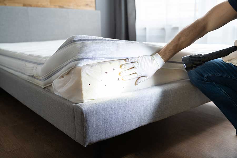 A man revealing bed bugs on mattress - get rid of bed bugs with [placeholder-company] in [placeholder-city]