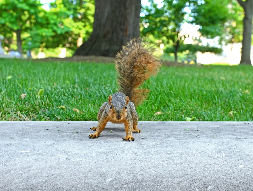 Eastern gray squirrel (Sciurus carolinensis) in Indianapolis Park, Indiana