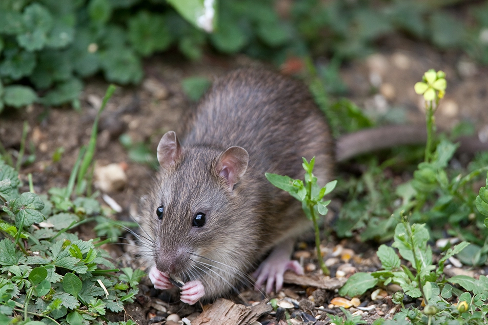 A wild brown rat eating some seeds surrounded by clovers in the forest.