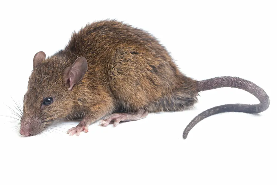 Adult rat on a whit background