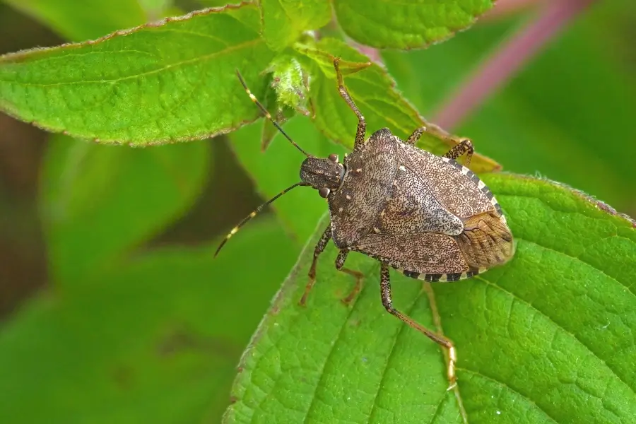 Stink bug crawling on a leaf
