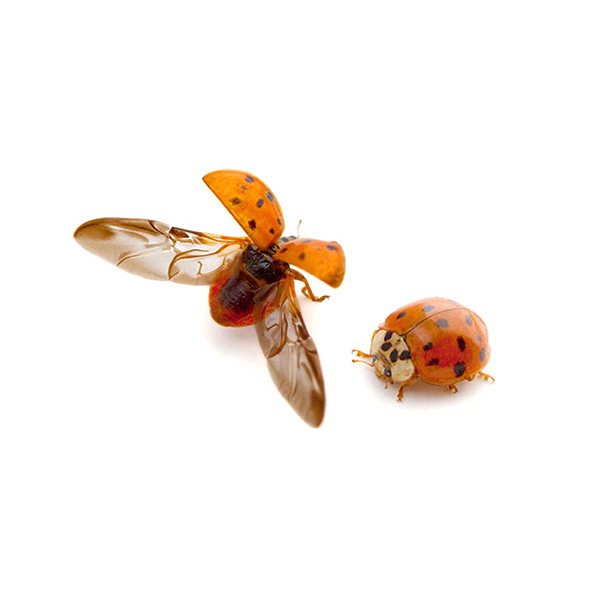 Asian Lady Beetle on White background