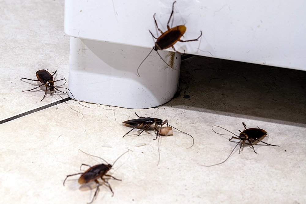 Five cockroaches gathered near a crumb on a kitchen floor.