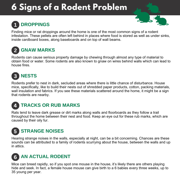 Signs of a rodent infestation infographic