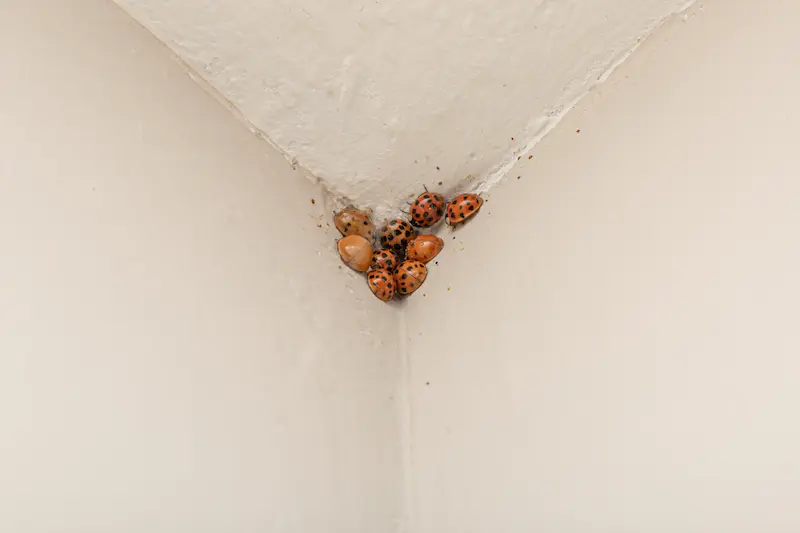 Several Asian Lady Beetles that have made their way into a home in the Fall.