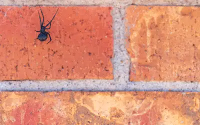 black widow outside a house in indiana