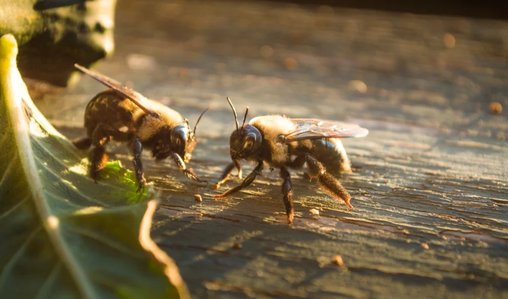 Two carpenter bees on a wooden deck, a common problem resolved by Action Pest’s carpenter bee control services