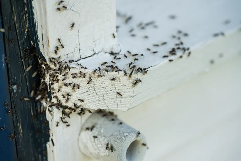 A group of ants climbing up the side of home on a white ledge.