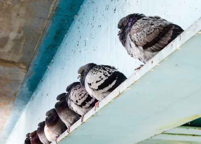 Grey and white pigeons perched on a beam of a commercial building