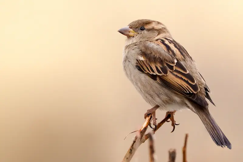 A small sparrow perched on a branch.
